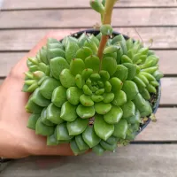 Echeveria 'Ron Evans' (colônia - vaso11) - Foto 2