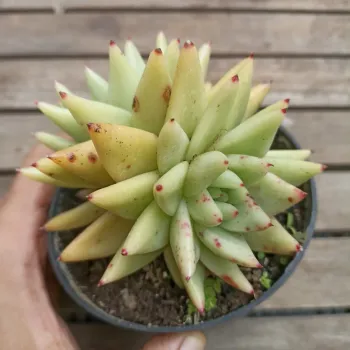 Echeveria agavoides 