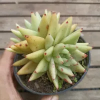 Echeveria agavoides 'Corderoy' (dupla - vaso11)