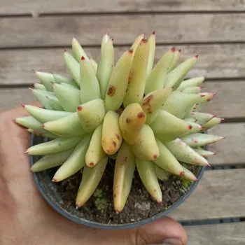 Echeveria agavoides 'Corderoy' (dupla - vaso11) - Foto 2