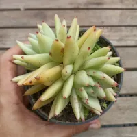 Echeveria agavoides 'Corderoy' (dupla - vaso11) - Foto 3