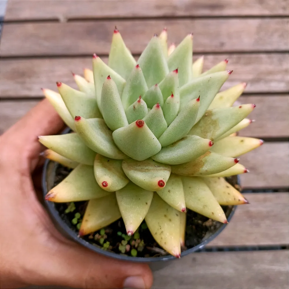 Echeveria Corduroy Torouthers OVY kaja W Echeveria Corduroy