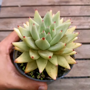 Echeveria agavoides 