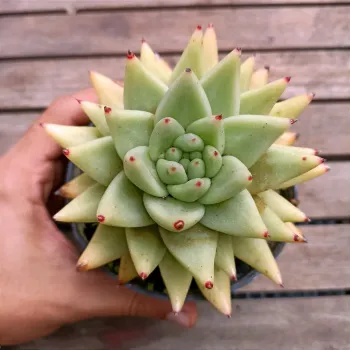 Echeveria agavoides 'Corderoy' (vaso11) - Foto 2