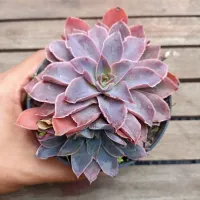 Echeveria 'Leopoldina' (vaso11)