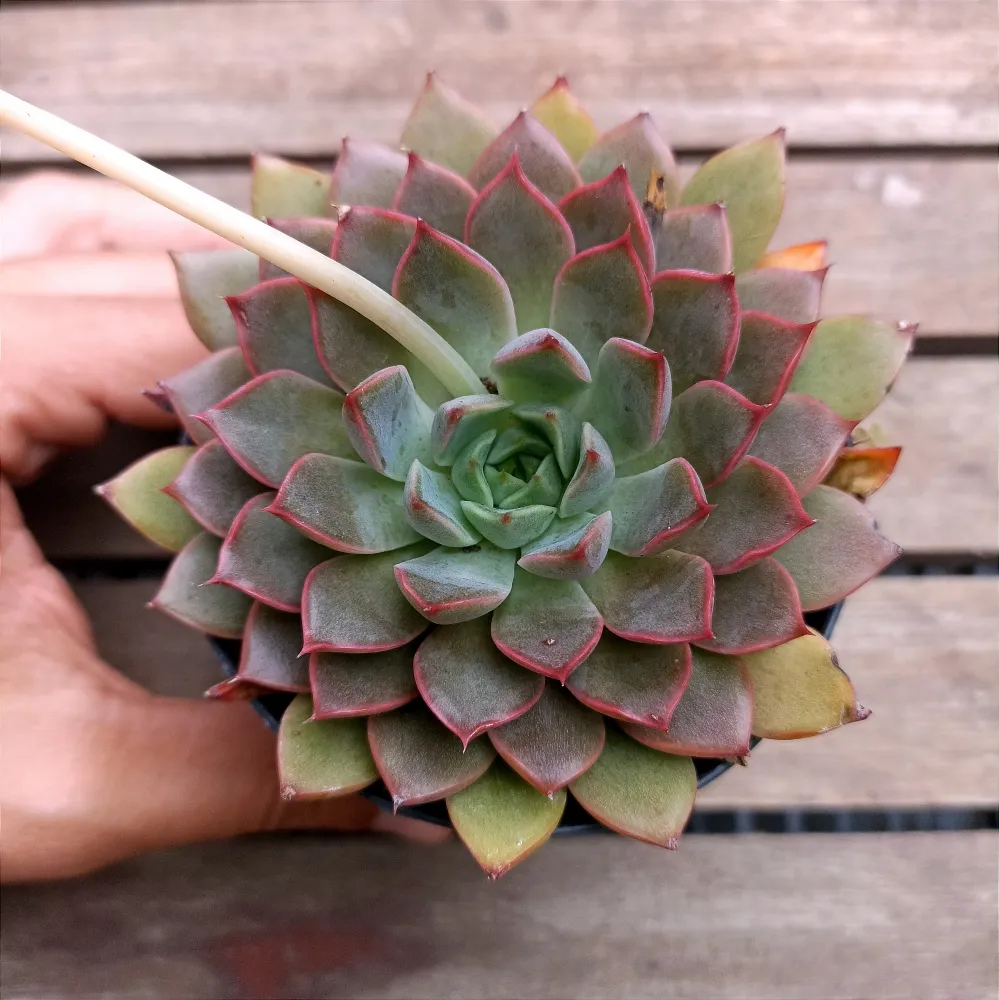 Echeveria 'Mina Rubra' (vaso11) Imagem