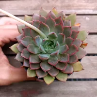 Echeveria 'Mina Rubra' (vaso11)