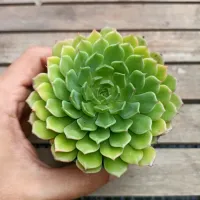 Echeveria híbrida ciliata (única - vaso9)