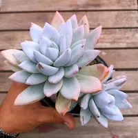 Echeveria colorata 'Ice Crystal' (2 rosetas - vaso11)