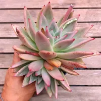 Echeveria agavoides 'Romeo' X 'Ebony' G (2 rosetas - vaso11)