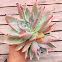 Echeveria agavoides 'Romeo' X 'Ebony' G (2 rosetas - vaso11) - Foto 2