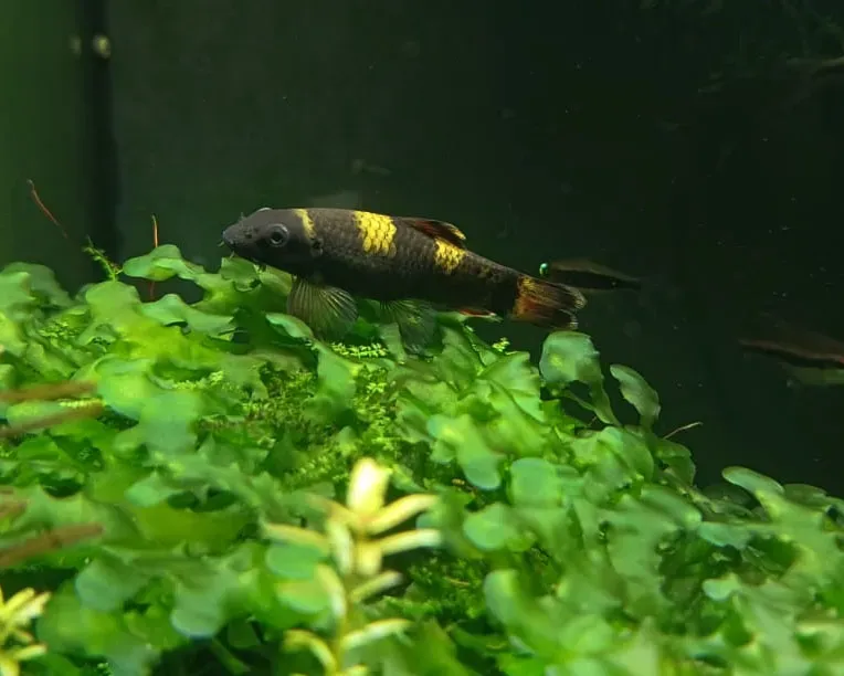 LISTA de PEIXES DISPONÍVEIS NA LOJA 28/07/25