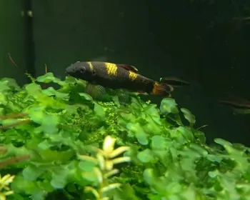 LISTA de PEIXES DISPONÍVEIS NA LOJA 02/12/25