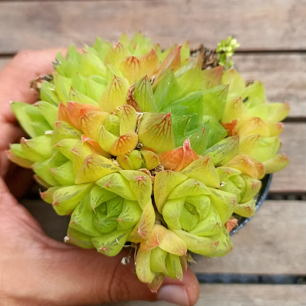 Haworthia cymbiformis (alaranjada - vaso9) Imagem
