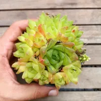 Haworthia cymbiformis (alaranjada - vaso9) - Foto 2