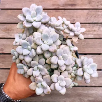 Graptoveria 