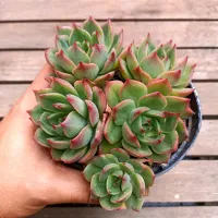 Echeveria agavoides 'Gloria' (colônia - vaso11)
