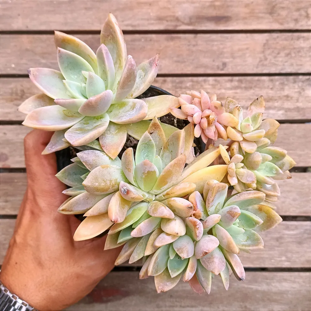 Graptoveria 
