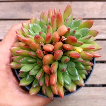 Echeveria 