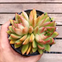 Echeveria agavoides 'Red Tips' (2 rosetas - vaso11)