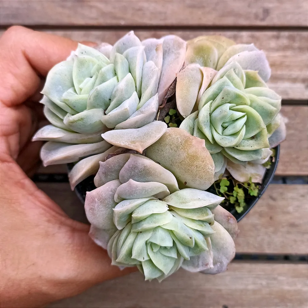 Graptoveria 