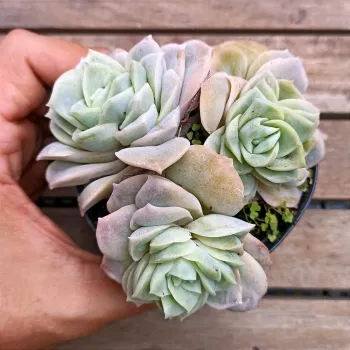Graptoveria 