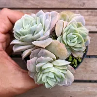 Graptoveria 'Lovely Rose' (colônia - vaso11)