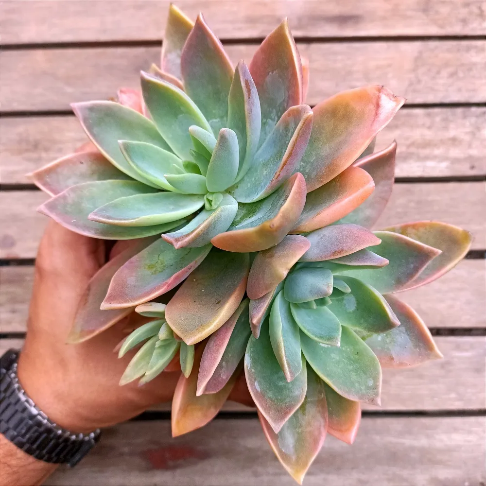 Graptoveria 