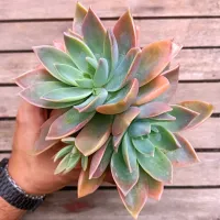 Graptoveria 'Water Lily' (2 rosetas - vaso11)