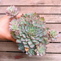 Echeveria 'Adorn' (colônia - vaso11)