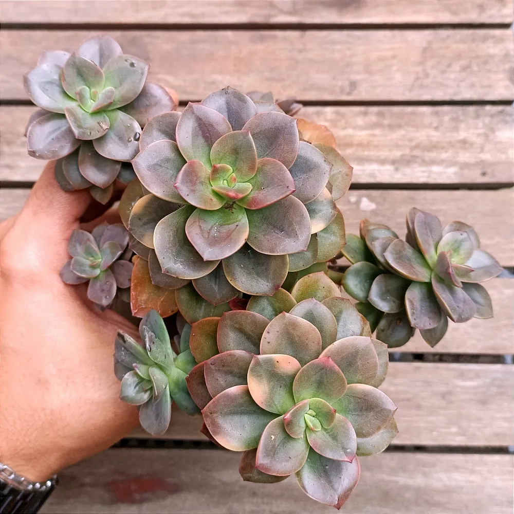 Echeveria 