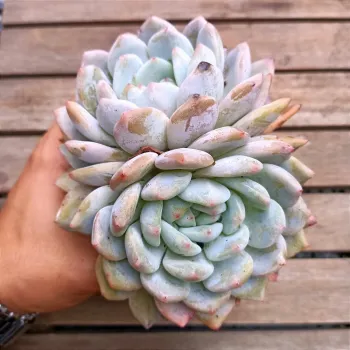 Echeveria 