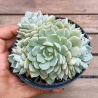 Echeveria cuspidata (colônia - vaso11)