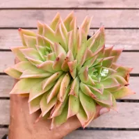 Echeveria agavoides 'Estrela' G (2 rosetas - única)