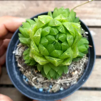 Haworthia cooperi híbrida (colônia - vaso9) - Foto 2