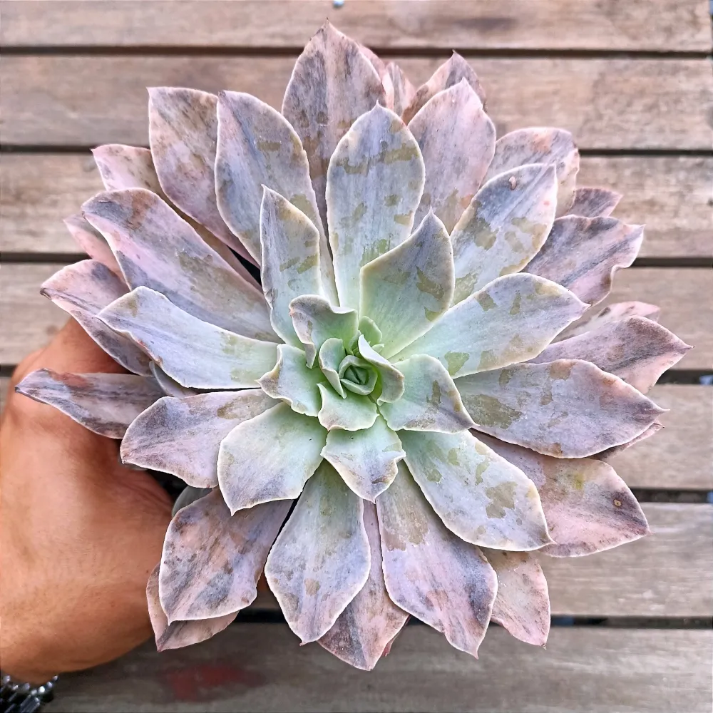 Echeveria 'Rippling Waters' variegata (vaso11) Imagem