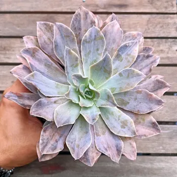 Echeveria 