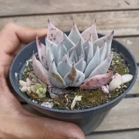 Echeveria cuspidata 'Gert' (vaso11)