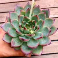 Echeveria 'Mistery' (vaso11)