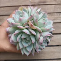 Echeveria lindsayana HB (colônia única - vaso11) - Foto 2