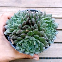 Echeveria 'Scorpion' (3 rosetas - vaso11)