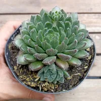 Echeveria 'Scorpion' (vaso9)