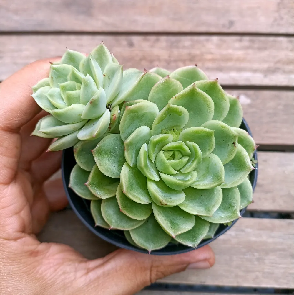 Echeveria 