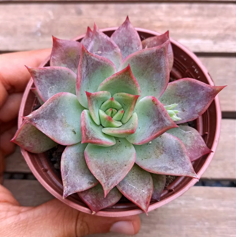Echeveria 