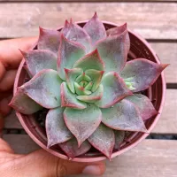 Echeveria 'Riga' (vaso11)