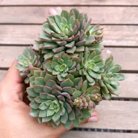 Sedeveria 'Darley Dale' (colônia - vaso11)