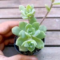 Sedeveria 'Green Rose' (vaso6)
