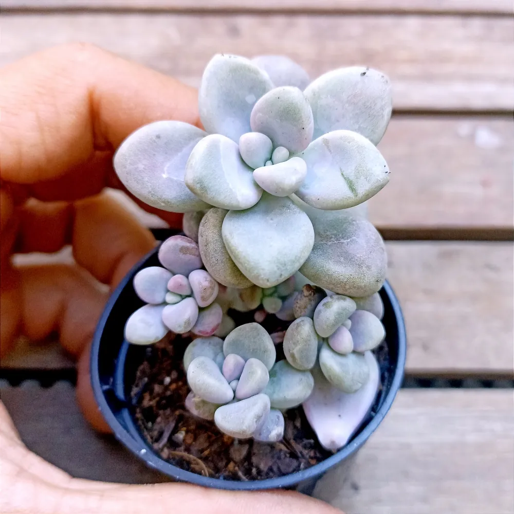 Graptoveria 