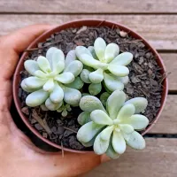 Sedum allantoides HB (vaso11)
