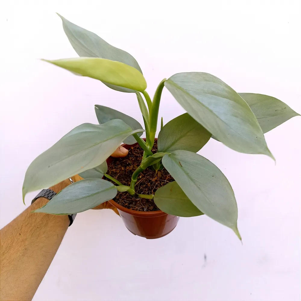 Philodendron hastatum 